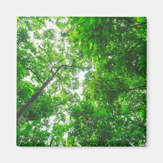Aimant Vue ascendante d'arbres (Devant)