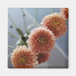 Aimant Vue courbe des fleurs dans un vase