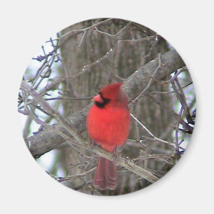 Aimant Vue de côté cardinale masculine