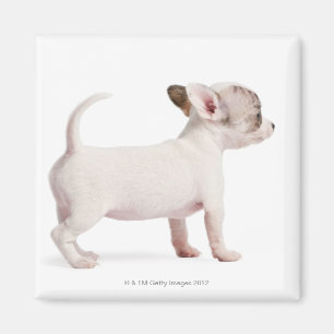 Aimant Vue de côté de chiot de chiwawa (10 semaines de)