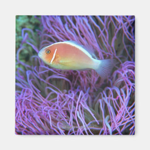 Aimant Vue de côté d'un poisson d'anémone rose,