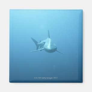 Aimant Vue de face d'un requin de tigre
