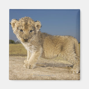 Aimant Vue de jeune petit animal de lion (Panthera Lion),