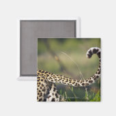 Aimant Vue de la queue de léopards (Panthera pardus), (Recto/Verso)