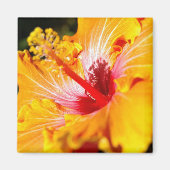 Aimant Vue latérale de l'Hibiscus orange (Devant)