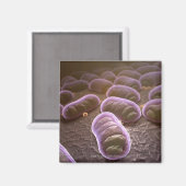 Aimant Vue microscopique des bactéries (Recto/Verso)