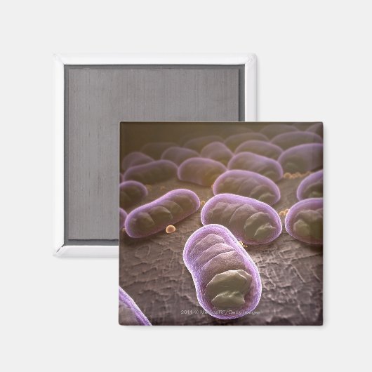 Aimant Vue microscopique des bactéries (Recto/Verso)