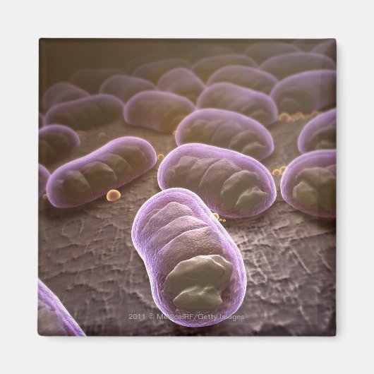 Aimant Vue microscopique des bactéries (Devant)