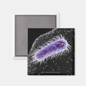 Aimant Vue microscopique d'une cellule hélicobacter pylor (Recto/Verso)