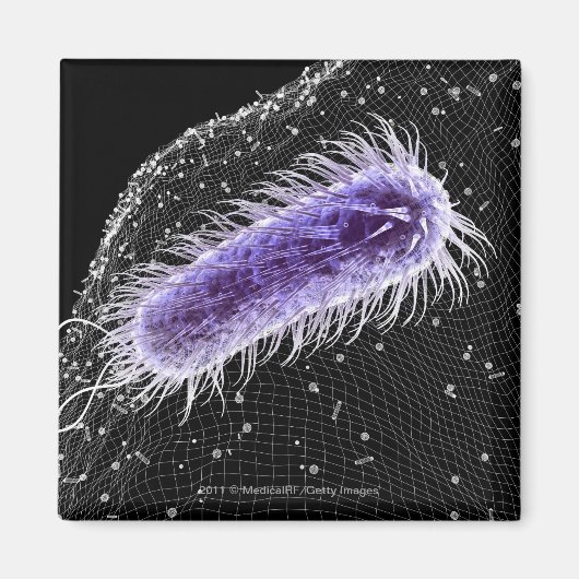 Aimant Vue microscopique d'une cellule hélicobacter pylor (Devant)