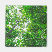 Aimant Vue vers le haut des arbres (Devant)