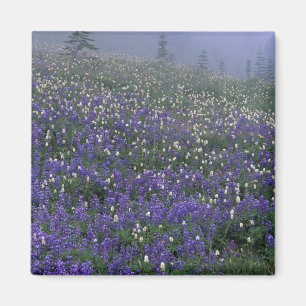 Aimant WA, Mont Rainier NP, prairie de Lupine et de Bisto