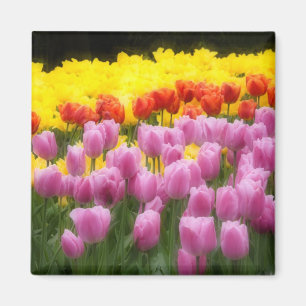 Aimant WA, Vallée de Skagit, Roozengaarde Tulip Garden, 2
