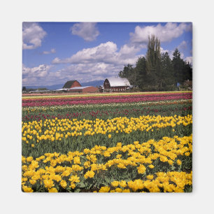Aimant WA, Vallée de Skagit, Tulipe de la vallée de Skagi
