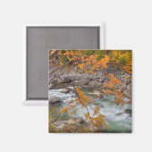 Aimant WA, Wenatchee National Forest, Maple tree et (Recto/Verso)