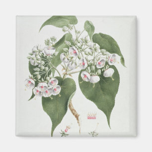 Aimant Walkuffa No.5 Dombeya torrida (w/c over graphite o