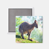 Aimant Wallaby (Recto/Verso)