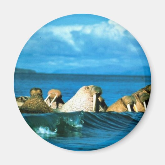 Aimant Walrus (Devant)