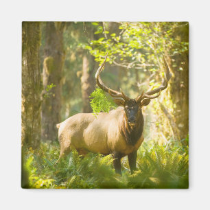 Aimant Wapiti de Roosevelt   Parc national Olympique, Was
