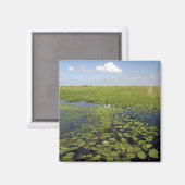 Aimant Water lilis and sawgrass en Floride everglades (Recto/Verso)