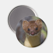 Aimant Weasel à longue queue (Recto/Verso)