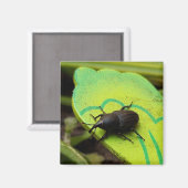 Aimant Weharm, Beetles, Curculionoidea, Bug (Recto/Verso)