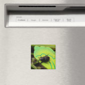 Aimant Weharm, Beetles, Curculionoidea, Bug (In Situ (Lave-vaisselle))