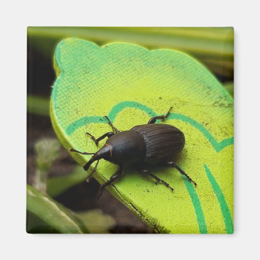Aimant Weharm, Beetles, Curculionoidea, Bug (Devant)