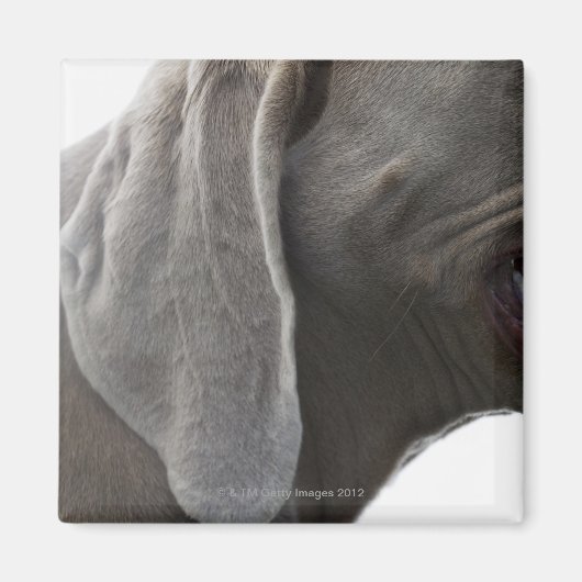 Aimant Weimaraner 3 (Devant)