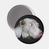 Aimant Weimaraner - Le fantôme gris (Recto/Verso)