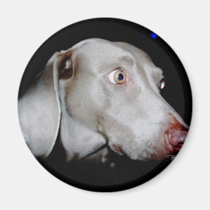 Aimant Weimaraner - le fantôme gris