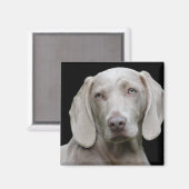 Aimant Weimaraner Silver Grey (Recto/Verso)