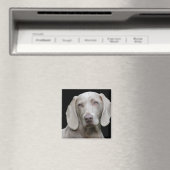 Aimant Weimaraner Silver Grey (In Situ (Lave-vaisselle))
