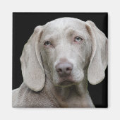 Aimant Weimaraner Silver Grey (Devant)