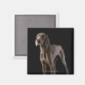 Aimant Weimaraner, studio tourné (Recto/Verso)