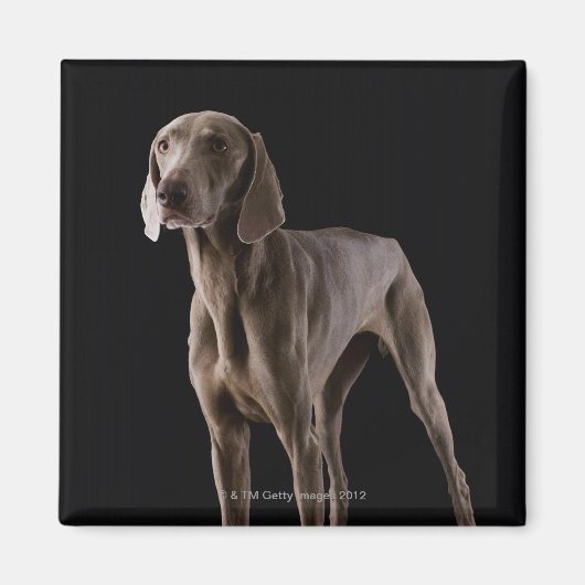 Aimant Weimaraner, studio tourné (Devant)