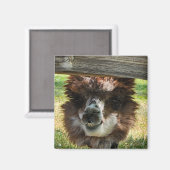 Aimant Weird Alpaca (Recto/Verso)