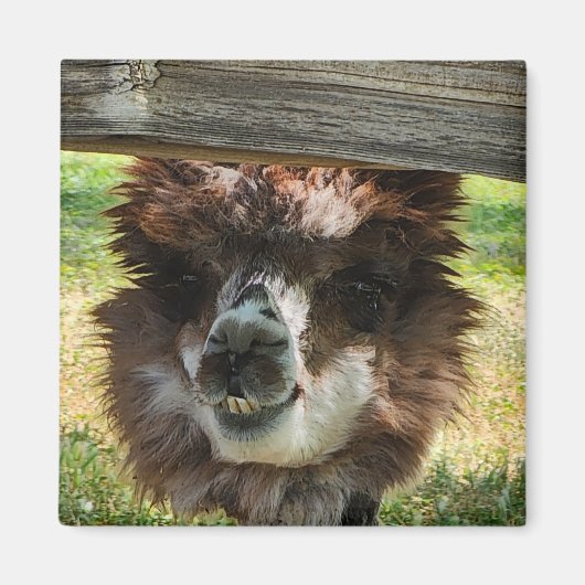Aimant Weird Alpaca (Devant)