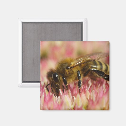 Aimant Western Honey Bee Macro (Recto/Verso)