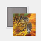 Aimant Western Honey Bee Macro photo (Recto/Verso)