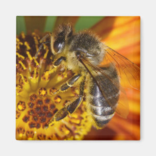 Aimant Western Honey Bee Macro photo