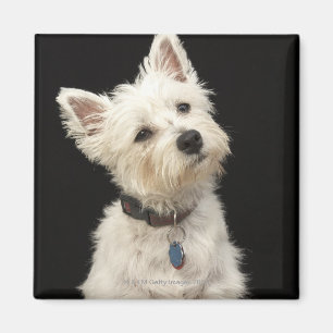 Aimant Westie (West Highland terrier) avec col