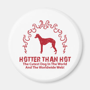 Aimant Whippet
