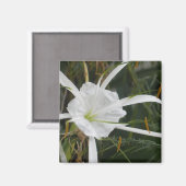 Aimant White Beach Spider Lily Lys Photo Fleur (Recto/Verso)
