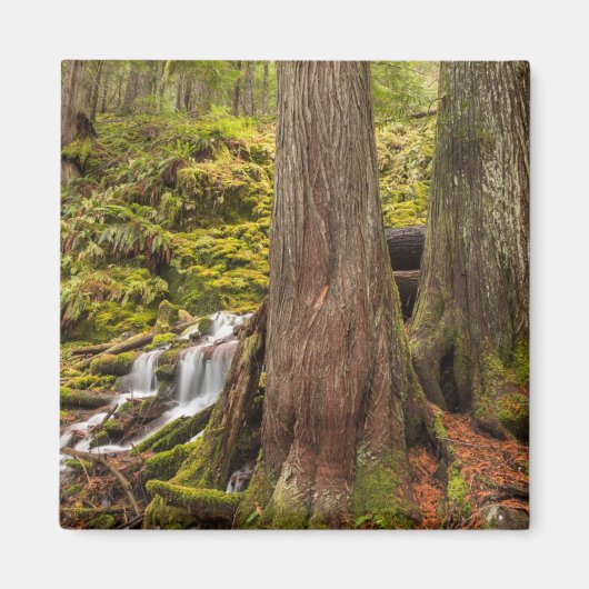 Aimant White Branch Falls, Cascades de l'Oregon, Oregon (Devant)