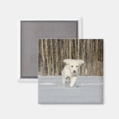 Aimant White Golden Retriever Puppy in Snow (Recto/Verso)