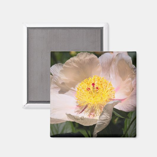 Aimant White Grace Peony (Recto/Verso)