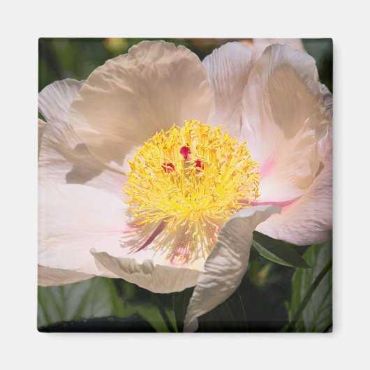 Aimant White Grace Peony (Devant)