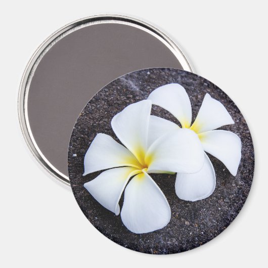 Aimant White Plumeria Flower Frangipani Floral Lava Rock (Recto/Verso)