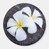 Aimant White Plumeria Flower Frangipani Floral Lava Rock (Devant)